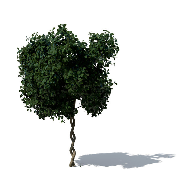 3d model weeping fig tree plant - XfrogPlants Weeping Fig by xfrog