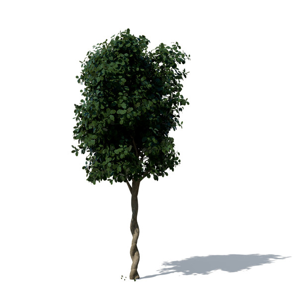 3d model weeping fig tree plant - XfrogPlants Weeping Fig by xfrog