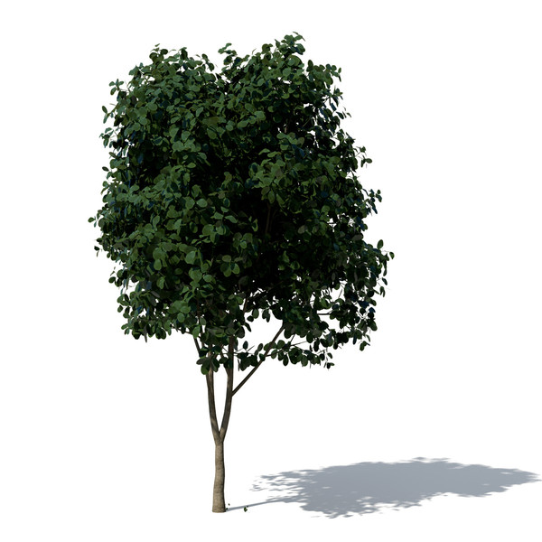 3d model weeping fig tree plant - XfrogPlants Weeping Fig by xfrog