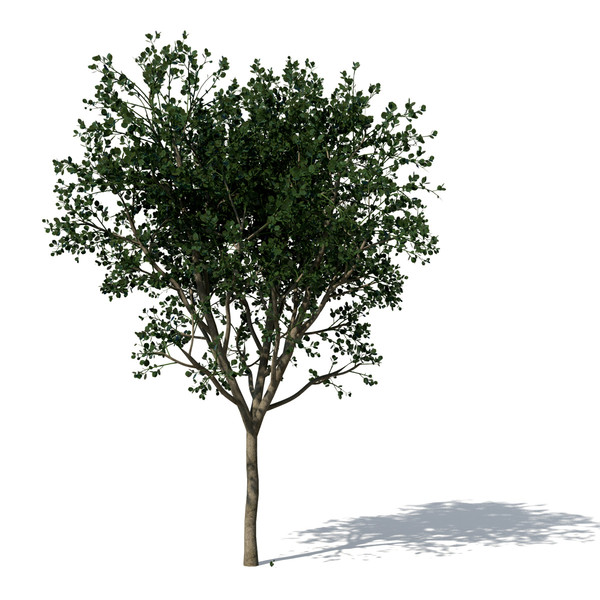 3d model weeping fig tree plant - XfrogPlants Weeping Fig by xfrog