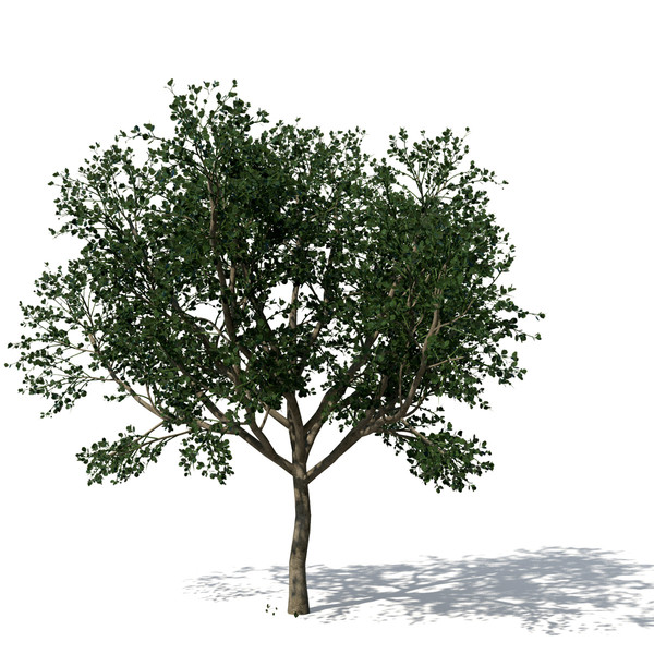 3d model weeping fig tree plant - XfrogPlants Weeping Fig by xfrog