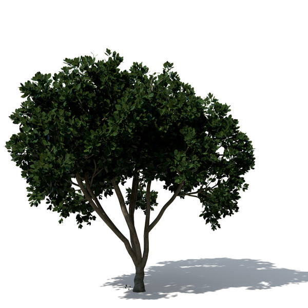 3d model weeping fig tree plant - XfrogPlants Weeping Fig by xfrog