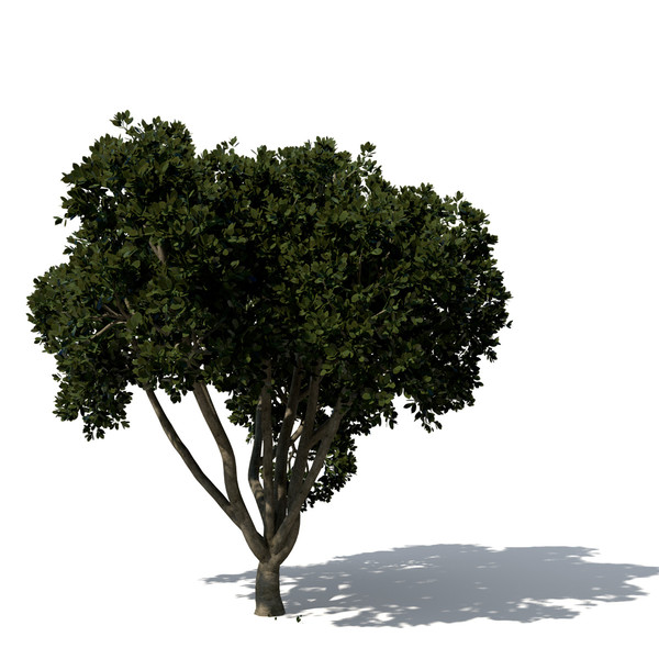 3d model weeping fig tree plant - XfrogPlants Weeping Fig by xfrog