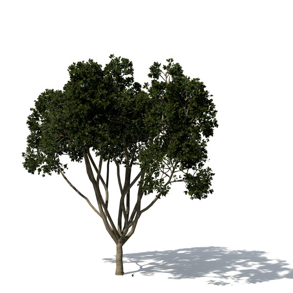 3d model weeping fig tree plant - XfrogPlants Weeping Fig by xfrog