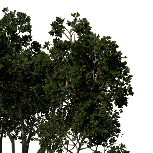 3d model weeping fig tree plant - XfrogPlants Weeping Fig by xfrog
