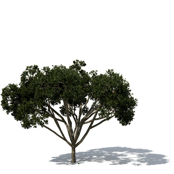3d model weeping fig tree plant - XfrogPlants Weeping Fig by xfrog