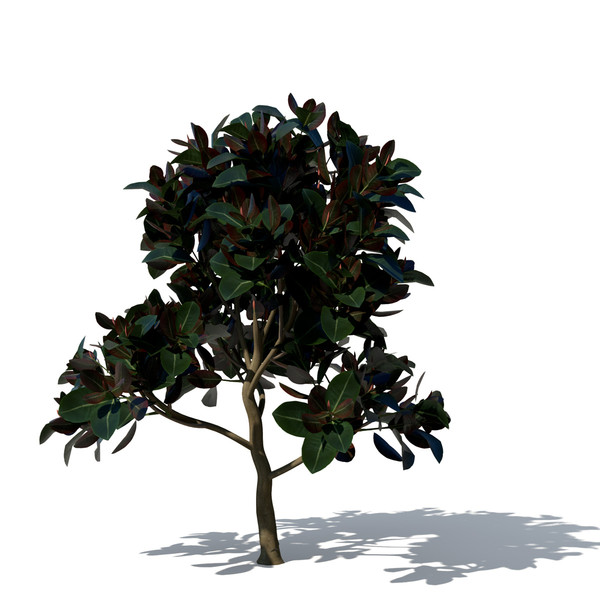 3d rubber fig tree plant model - XfrogPlants Rubber Fig by xfrog