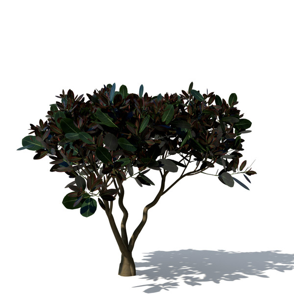 3d rubber fig tree plant model - XfrogPlants Rubber Fig by xfrog