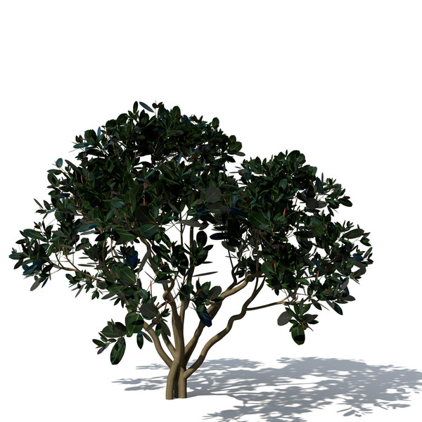 3d rubber fig tree plant model - XfrogPlants Rubber Fig by xfrog