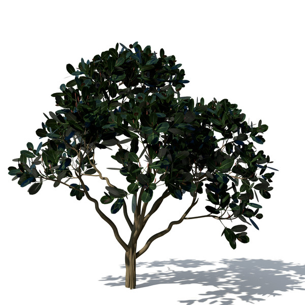 3d rubber fig tree plant model - XfrogPlants Rubber Fig by xfrog