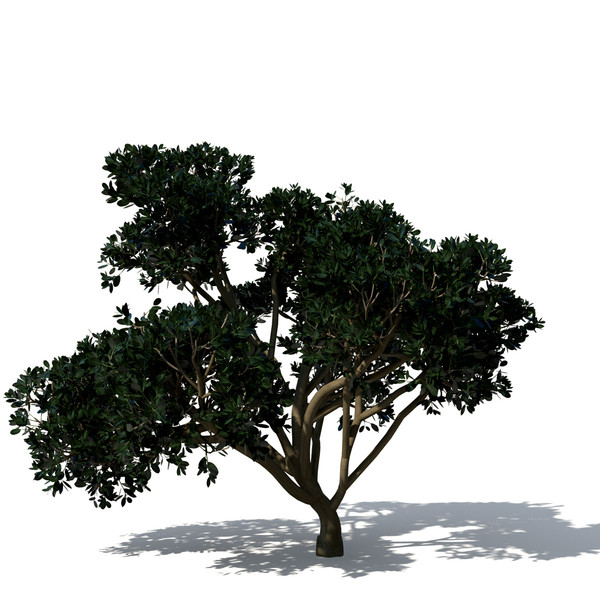 3d rubber fig tree plant model - XfrogPlants Rubber Fig by xfrog