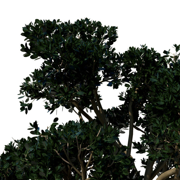 banyan trees 3d model - XfrogPlants Banyan by xfrog