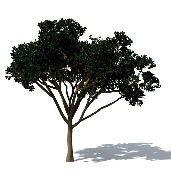3d rubber fig tree plant model - XfrogPlants Rubber Fig by xfrog