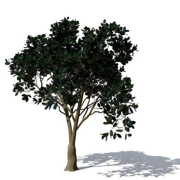 3d rubber fig tree plant model - XfrogPlants Rubber Fig by xfrog