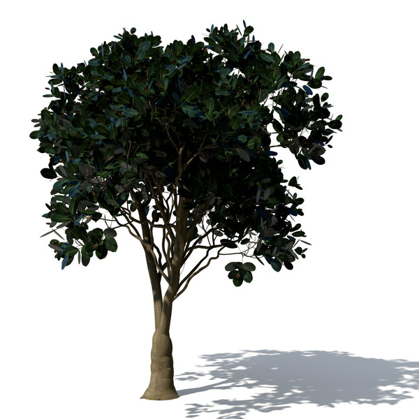 3d rubber fig tree plant model - XfrogPlants Rubber Fig by xfrog