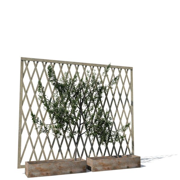 maya common jasmine flowers - XfrogPlants Common Jasmine by xfrog