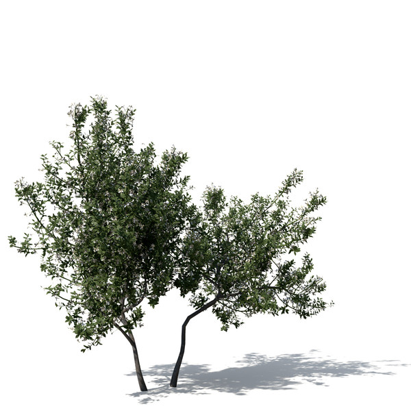 maya common jasmine flowers - XfrogPlants Common Jasmine by xfrog