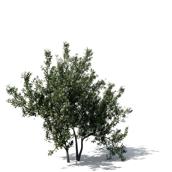 maya common jasmine flowers - XfrogPlants Common Jasmine by xfrog