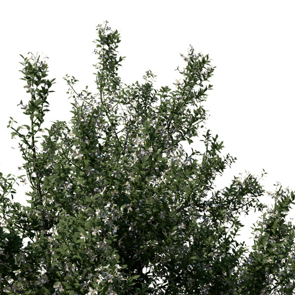 maya common jasmine flowers - XfrogPlants Common Jasmine by xfrog
