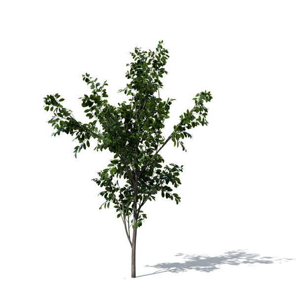 3d model giant crape myrtle plant flowers - XfrogPlants Giant Crape Myrtle by xfrog