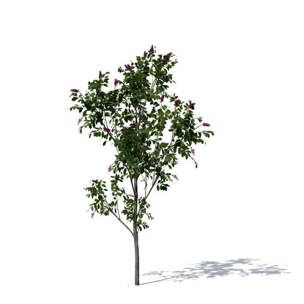 3d model giant crape myrtle plant flowers - XfrogPlants Giant Crape Myrtle by xfrog