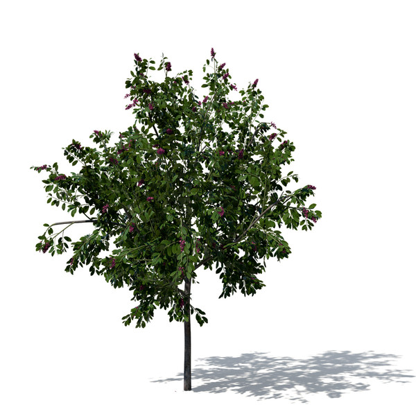 3d model giant crape myrtle plant flowers - XfrogPlants Giant Crape Myrtle by xfrog