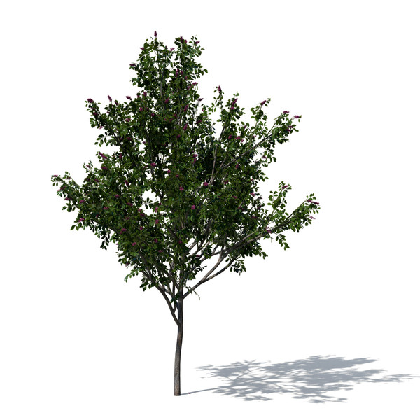 3d model giant crape myrtle plant flowers - XfrogPlants Giant Crape Myrtle by xfrog
