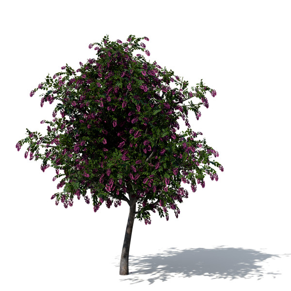 3d model giant crape myrtle plant flowers - XfrogPlants Giant Crape Myrtle by xfrog