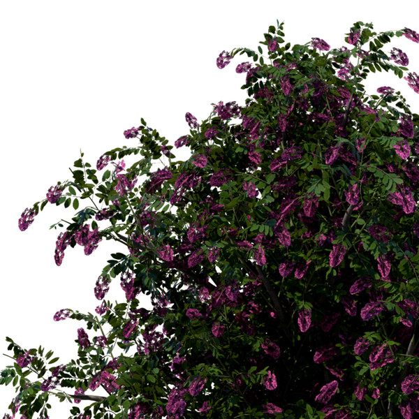3d model giant crape myrtle plant flowers - XfrogPlants Giant Crape Myrtle by xfrog