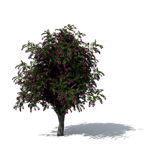 3d model giant crape myrtle plant flowers - XfrogPlants Giant Crape Myrtle by xfrog