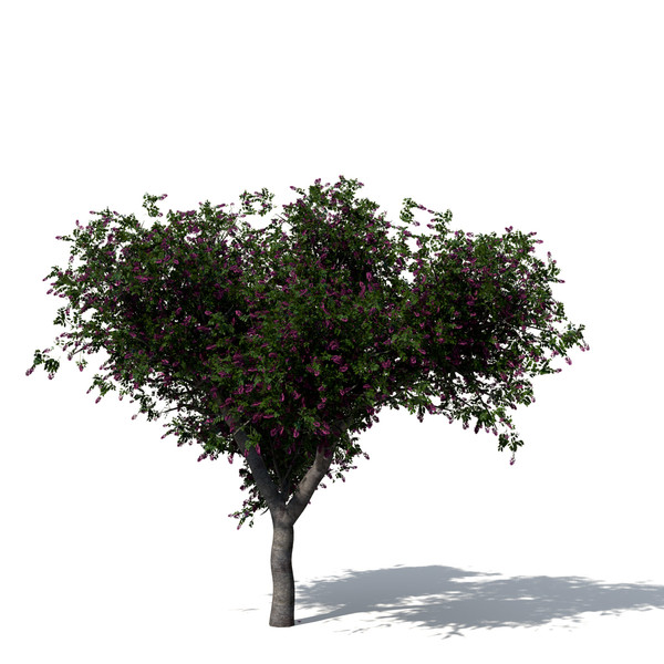 3d model giant crape myrtle plant flowers - XfrogPlants Giant Crape Myrtle by xfrog