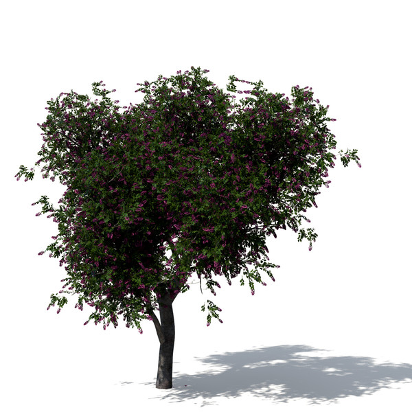 3d model giant crape myrtle plant flowers - XfrogPlants Giant Crape Myrtle by xfrog