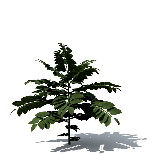 3d curry leaf tree model - XfrogPlants Curry Leaf Tree by xfrog