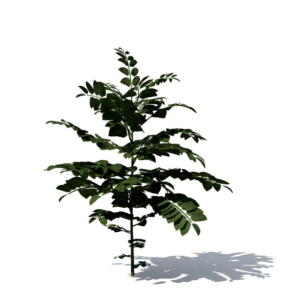 3d curry leaf tree model - XfrogPlants Curry Leaf Tree by xfrog