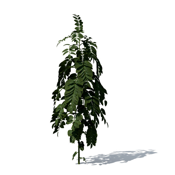 3d curry leaf tree model - XfrogPlants Curry Leaf Tree by xfrog