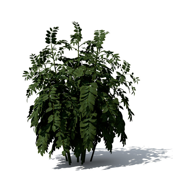 3d curry leaf tree model - XfrogPlants Curry Leaf Tree by xfrog