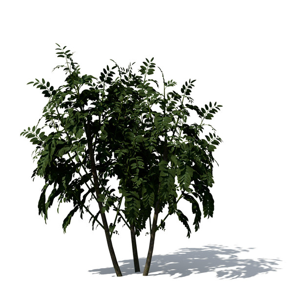 3d curry leaf tree model - XfrogPlants Curry Leaf Tree by xfrog
