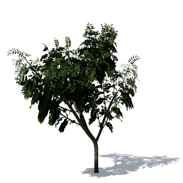 3d curry leaf tree model - XfrogPlants Curry Leaf Tree by xfrog