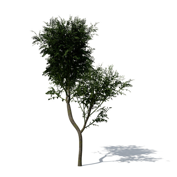 3d curry leaf tree model - XfrogPlants Curry Leaf Tree by xfrog