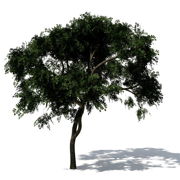 3d curry leaf tree model - XfrogPlants Curry Leaf Tree by xfrog
