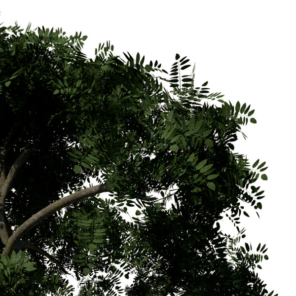 3d curry leaf tree model - XfrogPlants Curry Leaf Tree by xfrog