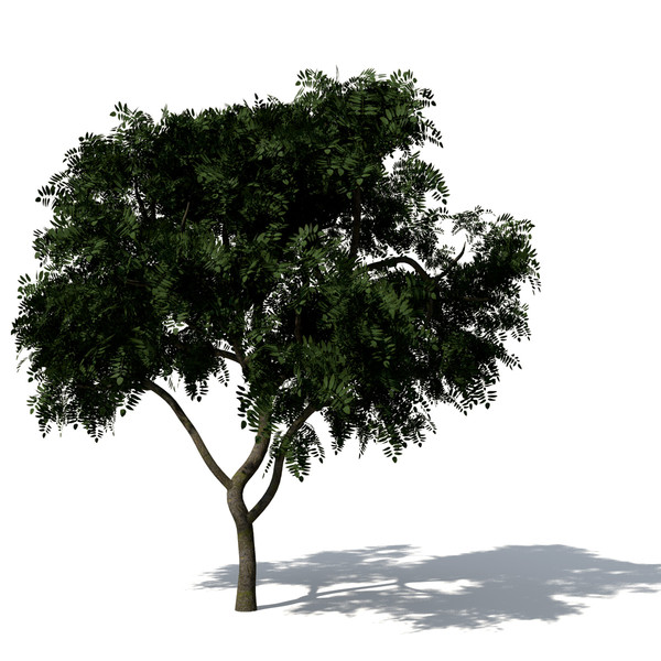 3d curry leaf tree model - XfrogPlants Curry Leaf Tree by xfrog
