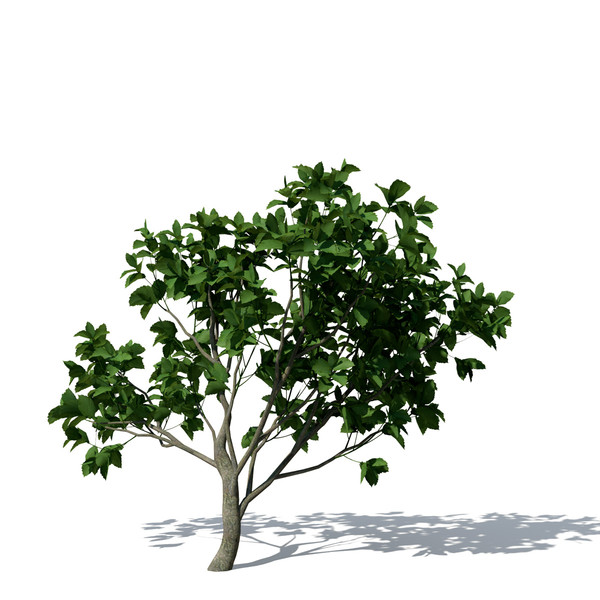 persian ironwood tree 3d 3ds - XfrogPlants Persian Ironwood by xfrog