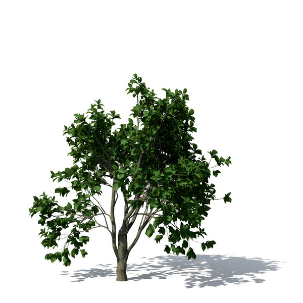 persian ironwood tree 3d 3ds - XfrogPlants Persian Ironwood by xfrog