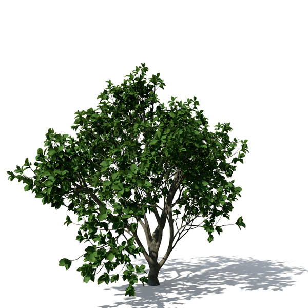 persian ironwood tree 3d 3ds - XfrogPlants Persian Ironwood by xfrog