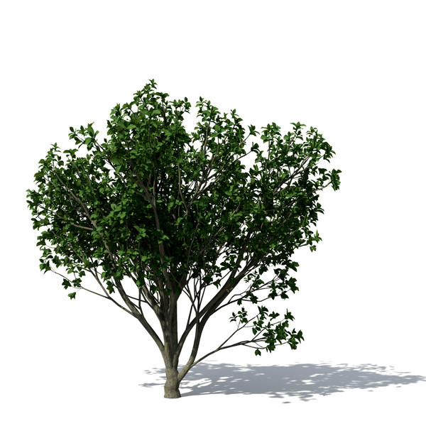 persian ironwood tree 3d 3ds - XfrogPlants Persian Ironwood by xfrog