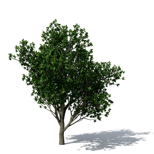 persian ironwood tree 3d 3ds - XfrogPlants Persian Ironwood by xfrog
