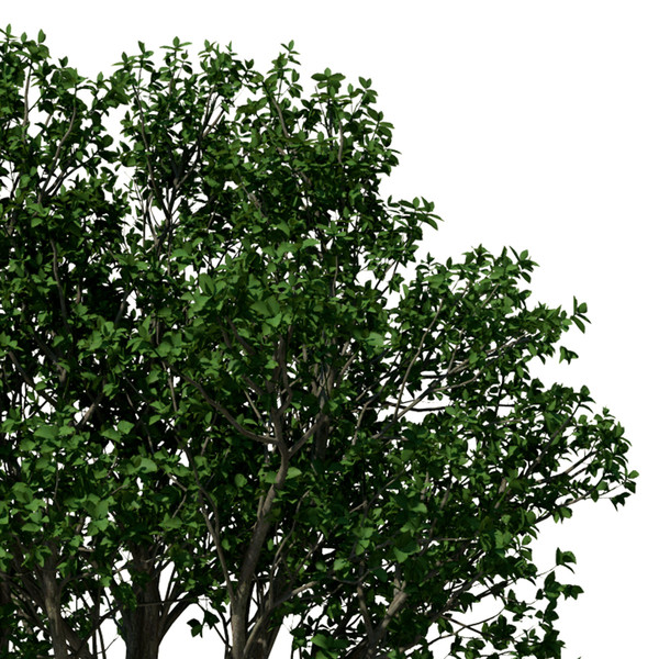 persian ironwood tree 3d 3ds - XfrogPlants Persian Ironwood by xfrog