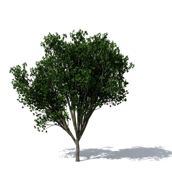 persian ironwood tree 3d 3ds - XfrogPlants Persian Ironwood by xfrog