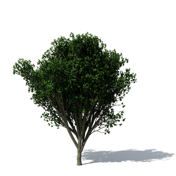 persian ironwood tree 3d 3ds - XfrogPlants Persian Ironwood by xfrog